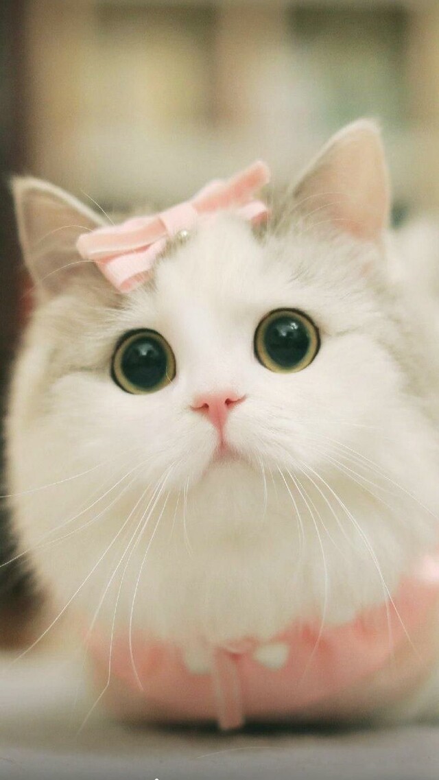 Hình nền mèo cute cho điện thoại