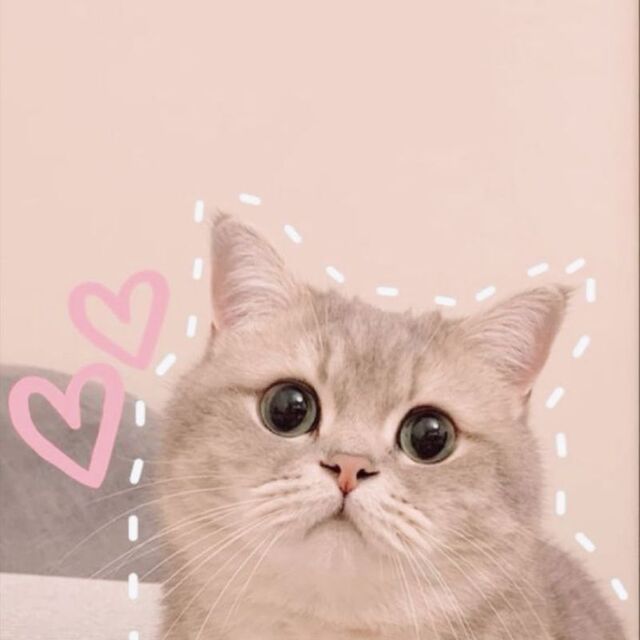 Avatar mèo tự nhiên dễ thương ngộ nghĩnh