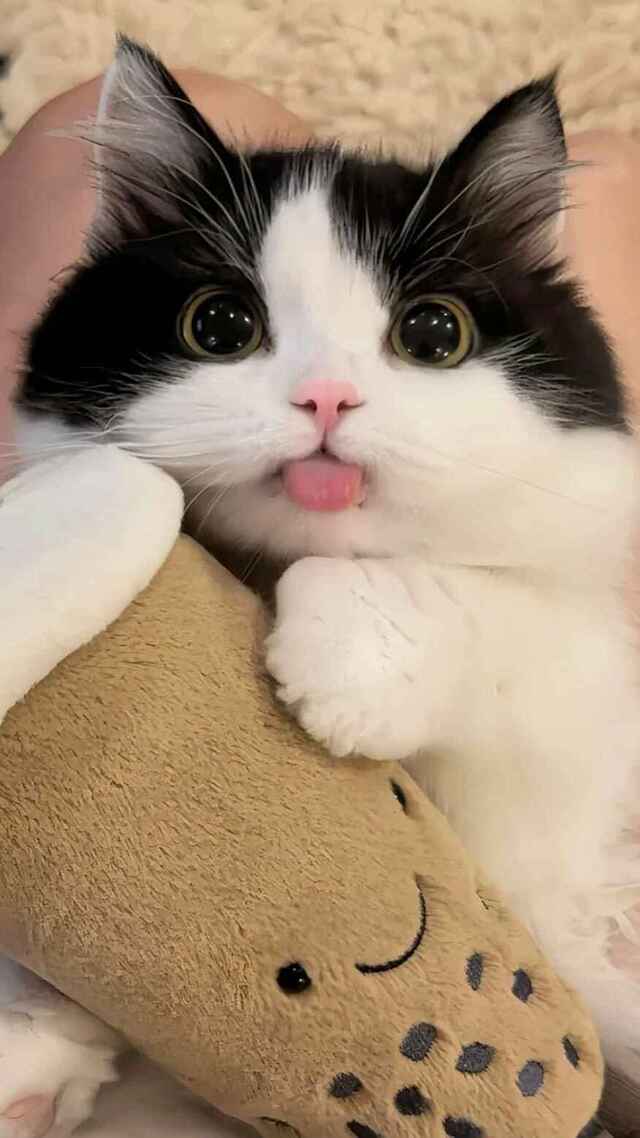 Hình nền mèo cute cho điện thoại