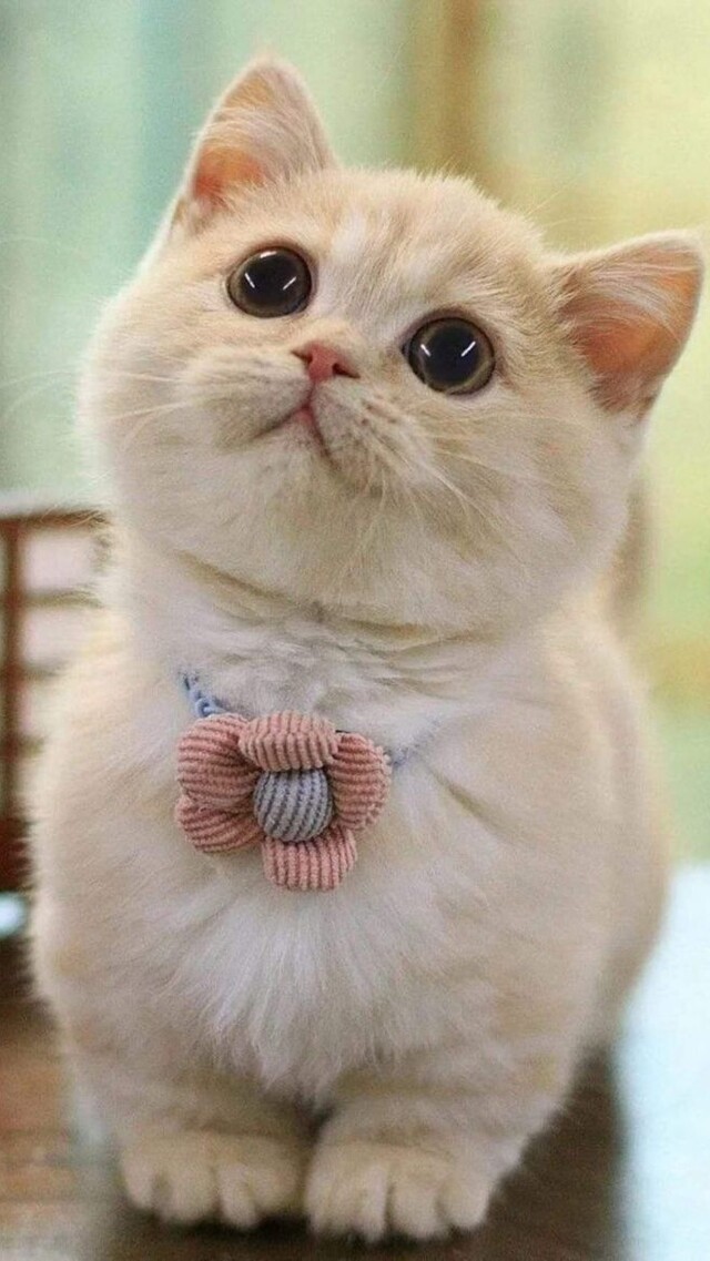Hình nền mèo cute cho điện thoại