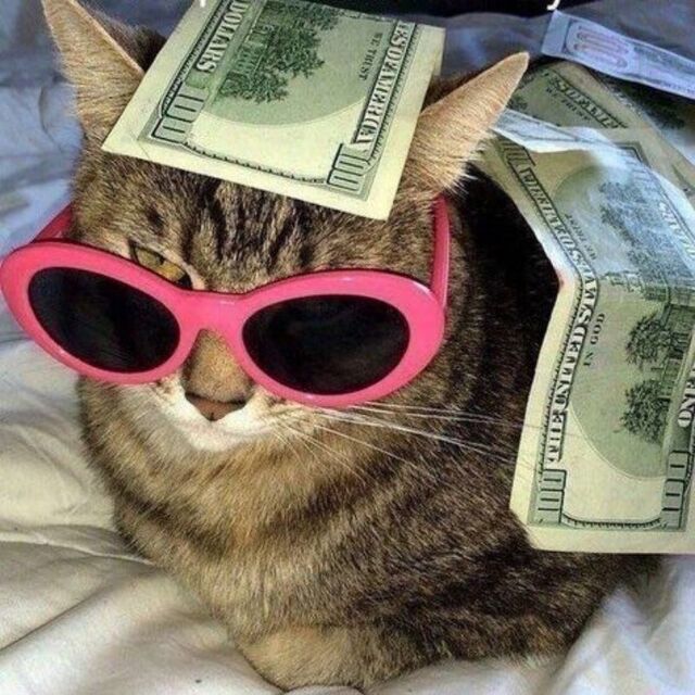 Avatar mèo tự nhiên dễ thương ngộ nghĩnh