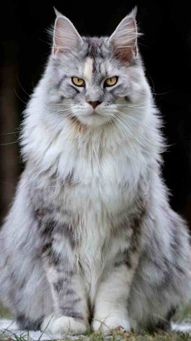 Hình nền mèo cute cho điện thoại