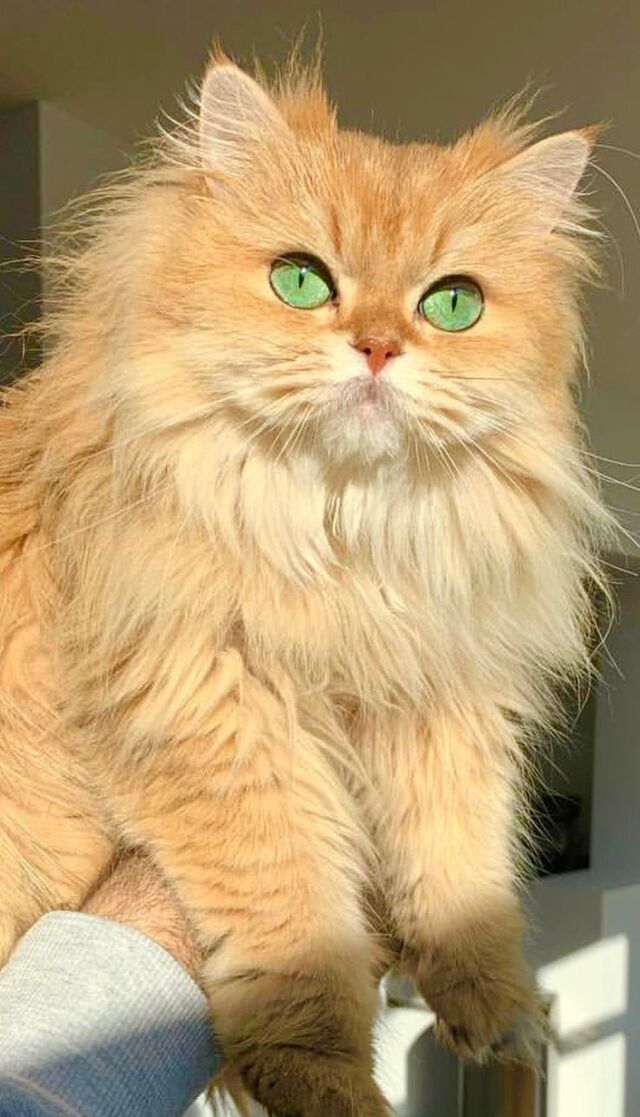 Hình nền mèo cute cho điện thoại