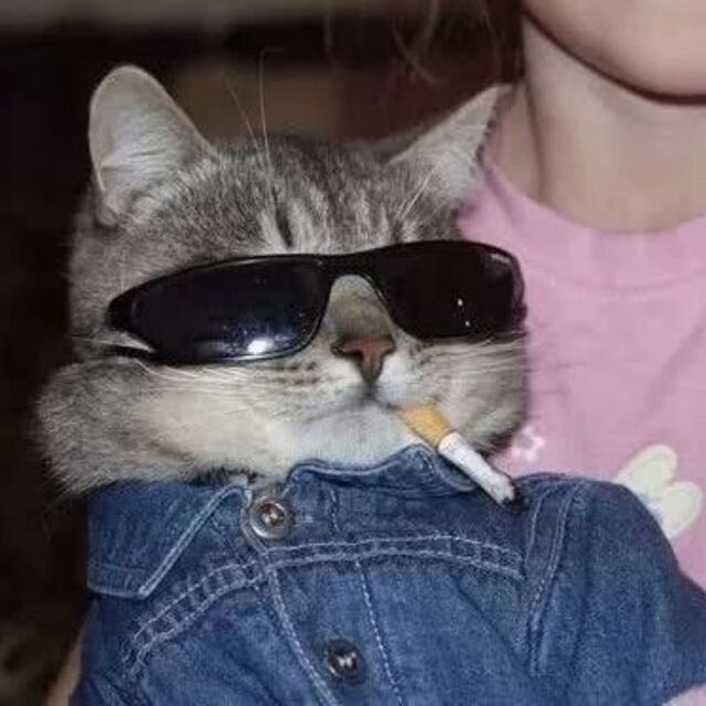 Avatar mèo tự nhiên dễ thương ngộ nghĩnh