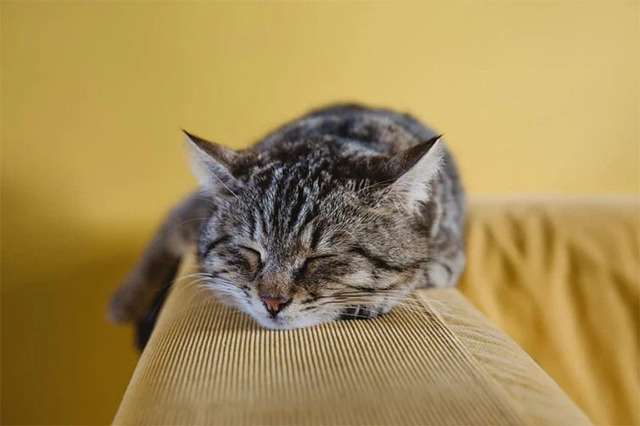 Hình nền mèo cute cho máy tính