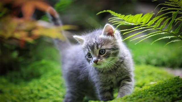 Hình nền mèo cute cho máy tính