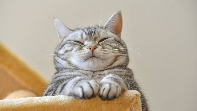 Hình nền mèo cute cho máy tính