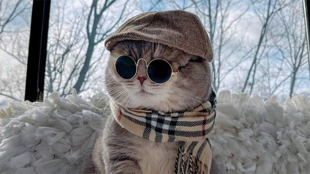 Hình nền mèo cute cho máy tính