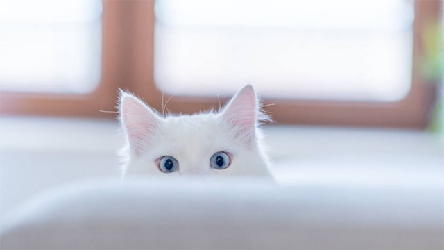 Hình nền mèo cute cho máy tính