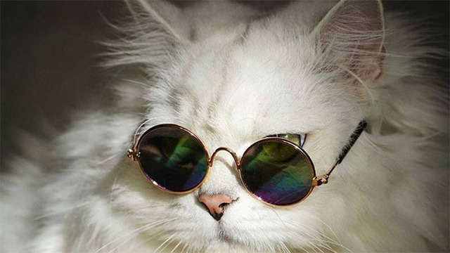 Hình nền mèo cute cho máy tính