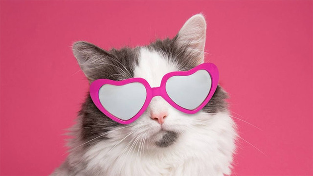 Hình nền mèo cute cho máy tính