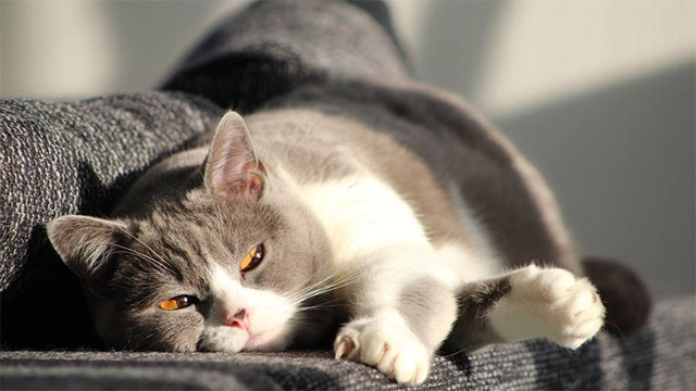 Hình nền mèo cute cho máy tính