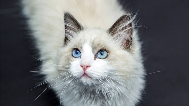 Hình nền mèo cute cho máy tính