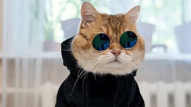 Hình nền mèo cute cho máy tính