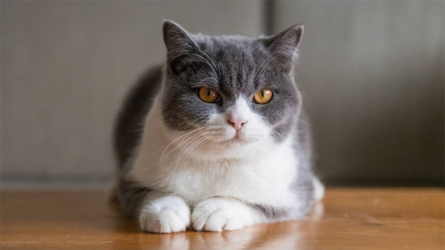 Hình nền mèo cute cho máy tính