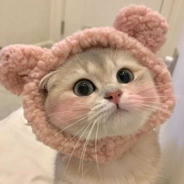 Avatar mèo tự nhiên dễ thương ngộ nghĩnh