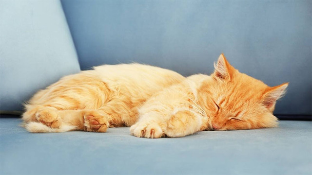 Hình nền mèo cute cho máy tính