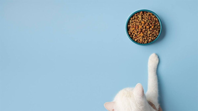 Hình nền mèo cute cho máy tính