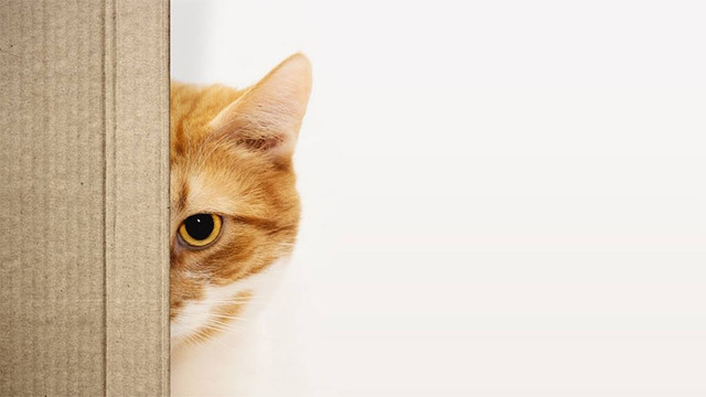 Hình nền mèo cute cho máy tính