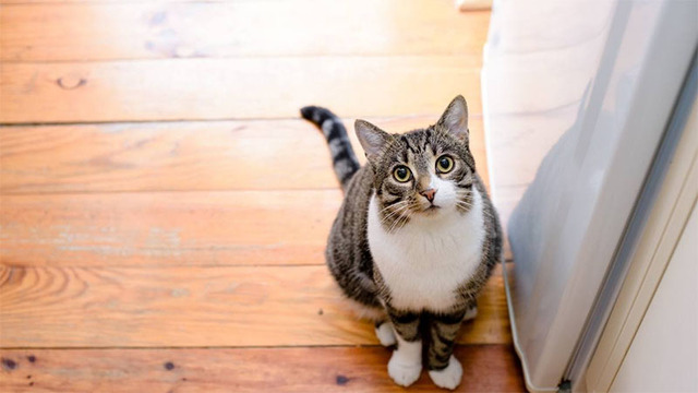 Hình nền mèo cute cho máy tính