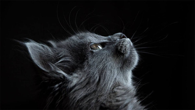 Hình nền mèo cute cho máy tính