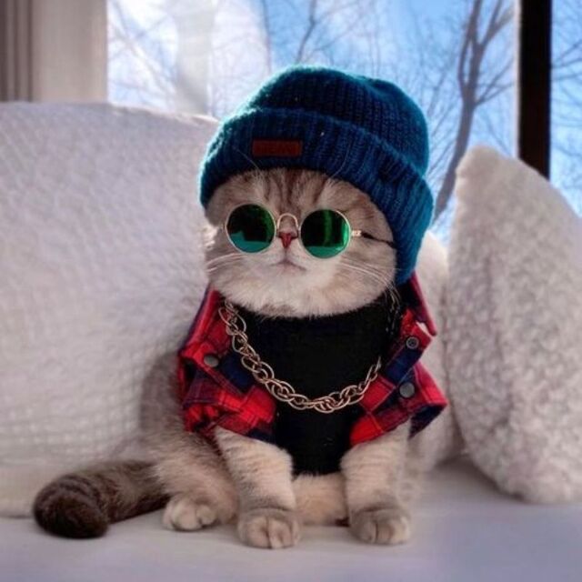 Avatar mèo tự nhiên dễ thương ngộ nghĩnh