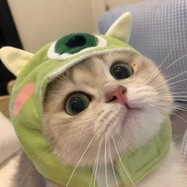 Avatar mèo tự nhiên dễ thương ngộ nghĩnh