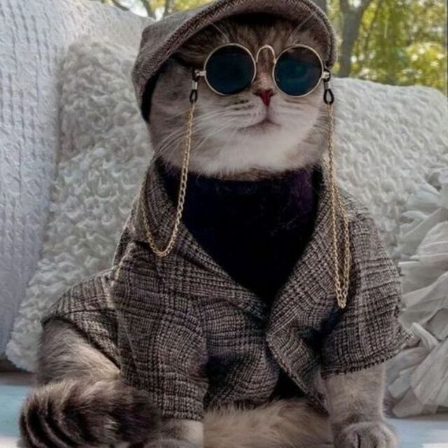 Avatar mèo tự nhiên dễ thương ngộ nghĩnh