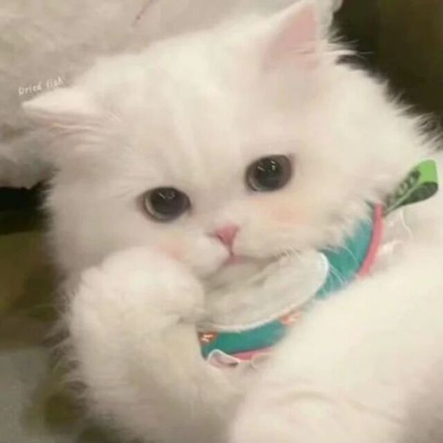 Avatar mèo tự nhiên dễ thương ngộ nghĩnh