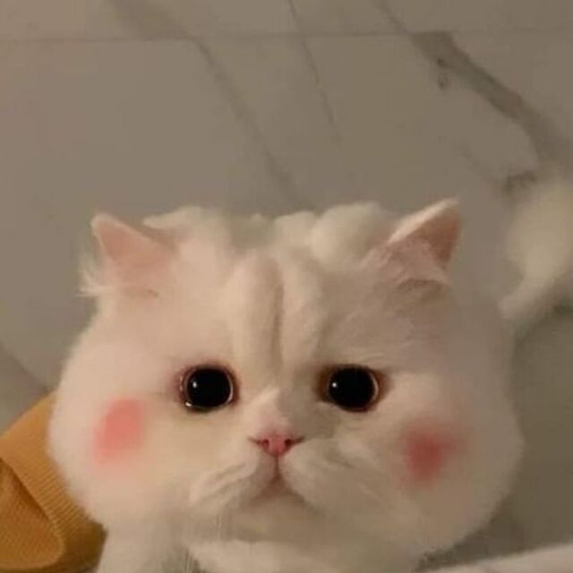 Avatar mèo tự nhiên dễ thương ngộ nghĩnh