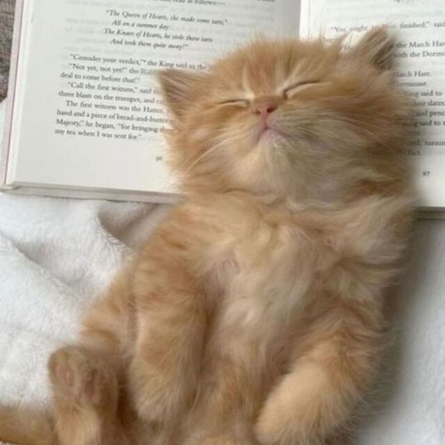 Avatar mèo tự nhiên dễ thương ngộ nghĩnh