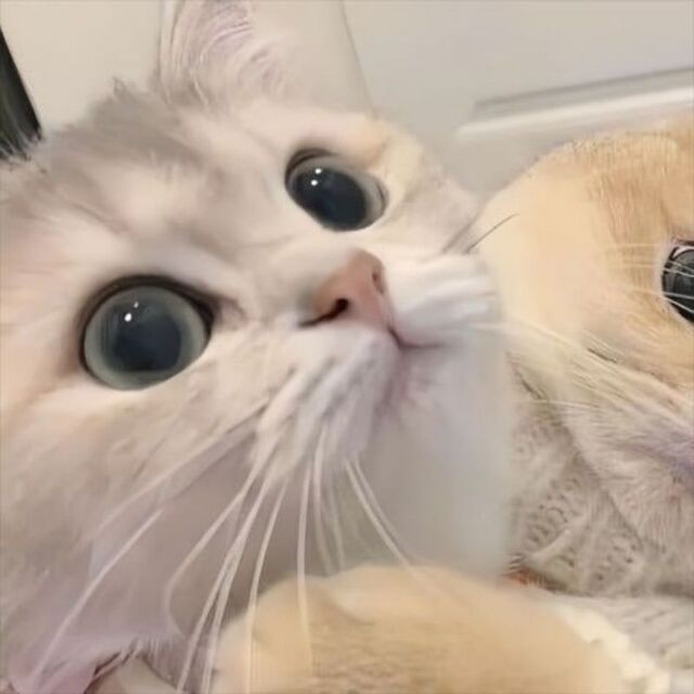 Avatar mèo tự nhiên dễ thương ngộ nghĩnh