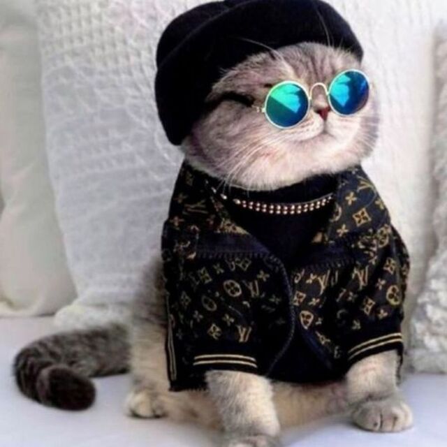 Avatar mèo tự nhiên dễ thương ngộ nghĩnh