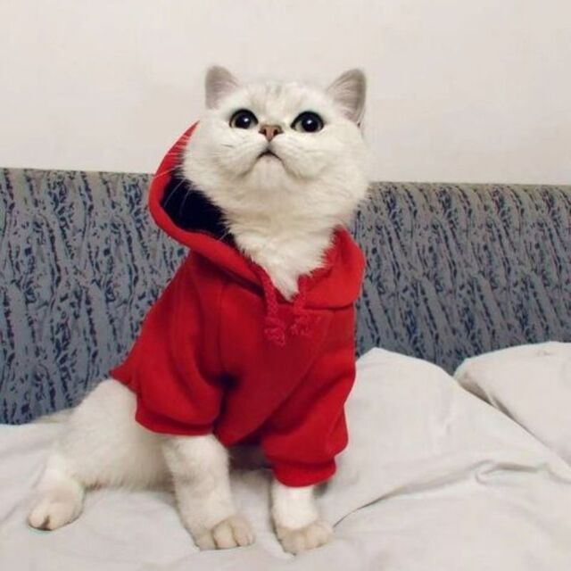 Avatar mèo tự nhiên dễ thương ngộ nghĩnh