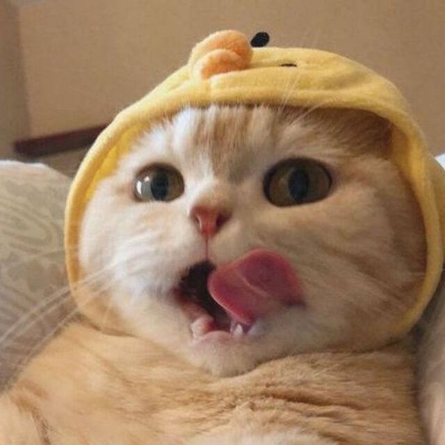 Avatar mèo tự nhiên dễ thương ngộ nghĩnh