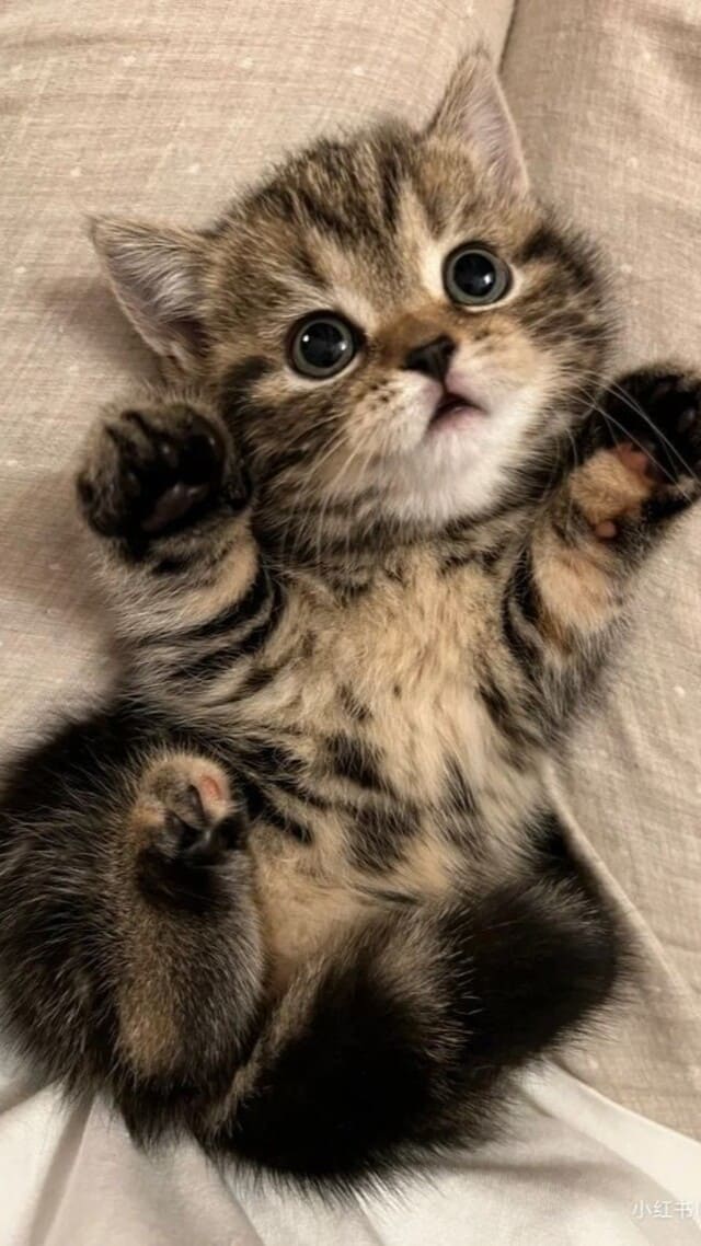 Hình nền mèo cute cho điện thoại