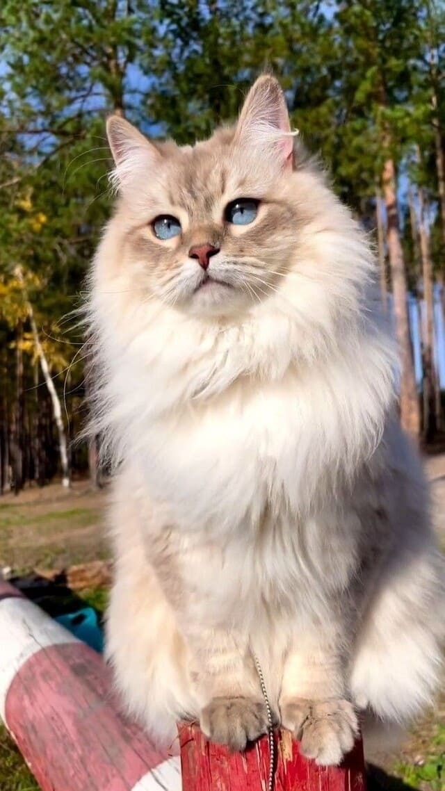 Hình nền mèo cute cho điện thoại