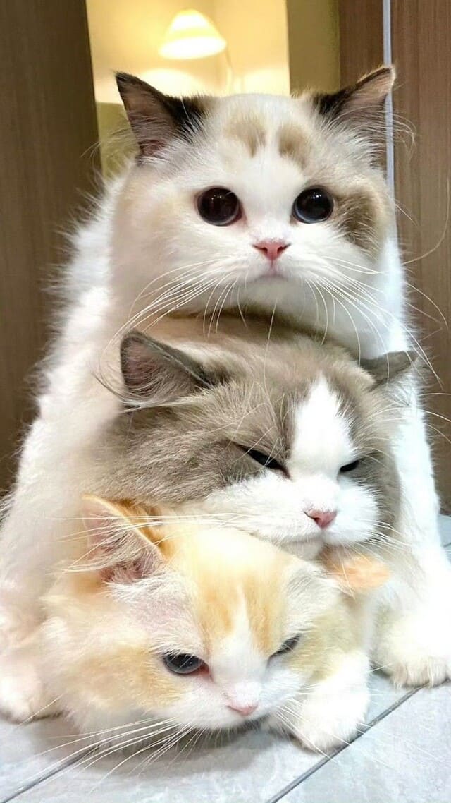 Hình nền mèo cute cho điện thoại