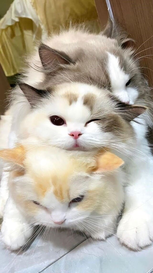 Hình nền mèo cute cho điện thoại