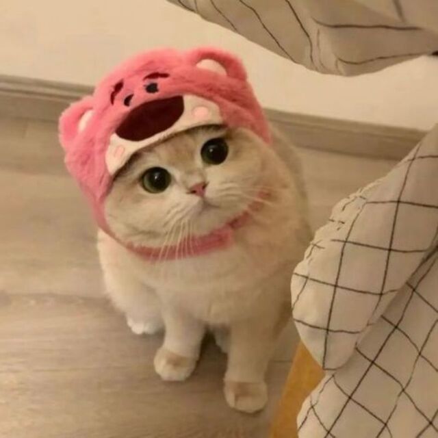 Avatar mèo cute – Kho 1001+ hình ảnh ngộ nghĩnh gây nghiện