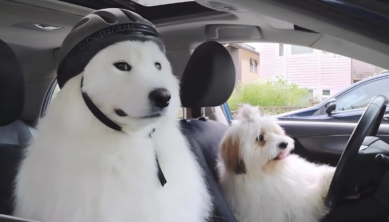 Avatar vô tri hài hước