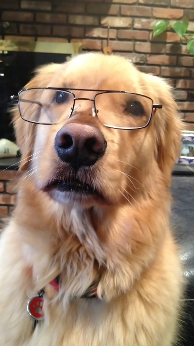 Avatar động vật đáng yêu cho điện thoại xinh xắn