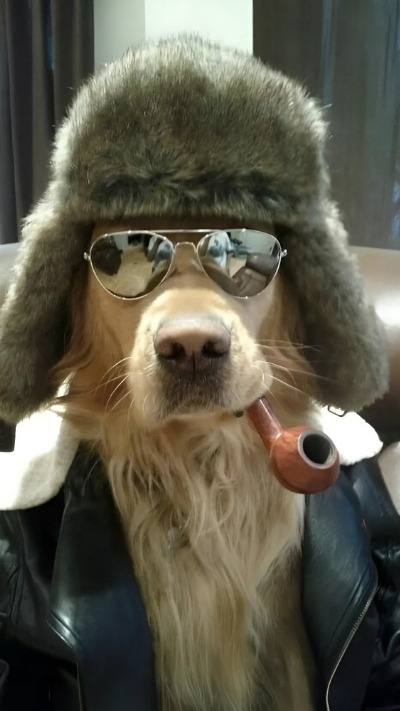 Ảnh đại diện động vật dễ thương cho điện thoại