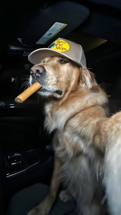 Avatar cute cho điện thoại thêm phần ngọt ngào