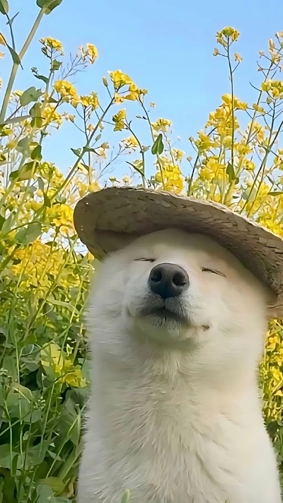 Ảnh đại diện động vật xinh xắn cho điện thoại