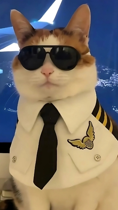 Meme đáng yêu cho điện thoại thêm phần sinh động