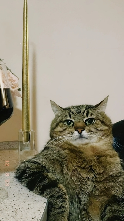 Meme xinh xắn cho điện thoại thêm phần đáng yêu