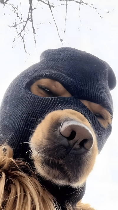 Hình nền hài hước cho nam trên điện thoại