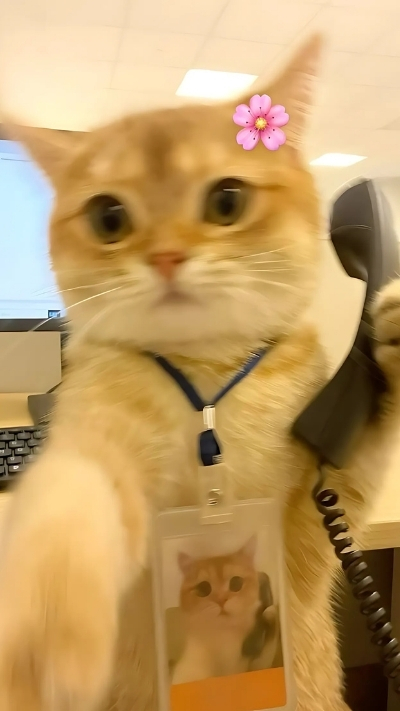 Hình nền dễ thương cho nữ thích sự đơn giản