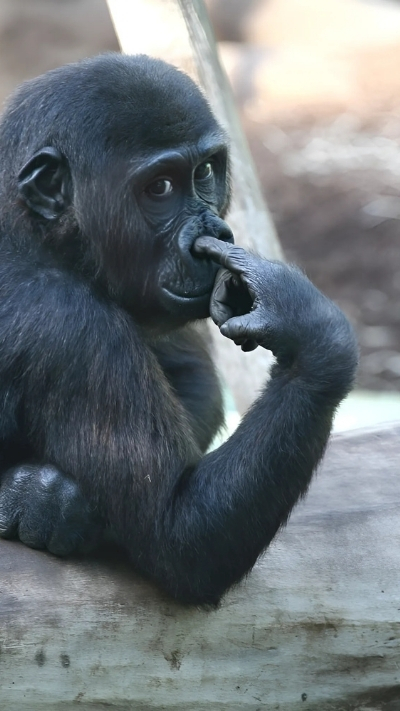 Avatar dễ thương và hài hước cho điện thoại